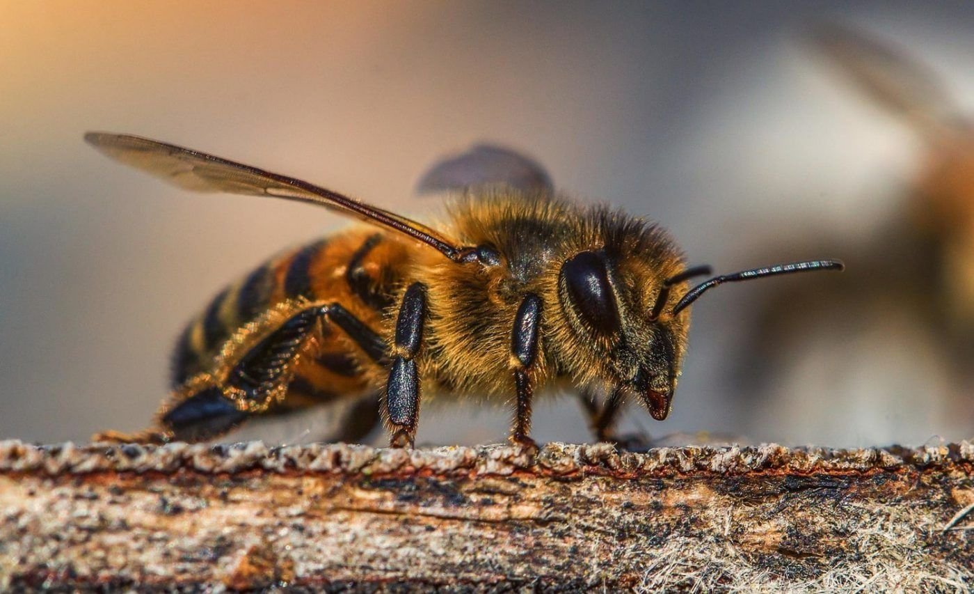 Video: Se le mete una abeja en plena transmisión