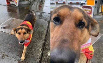 La historia del perro callejero que “consiguió trabajo” en una estación de servicio